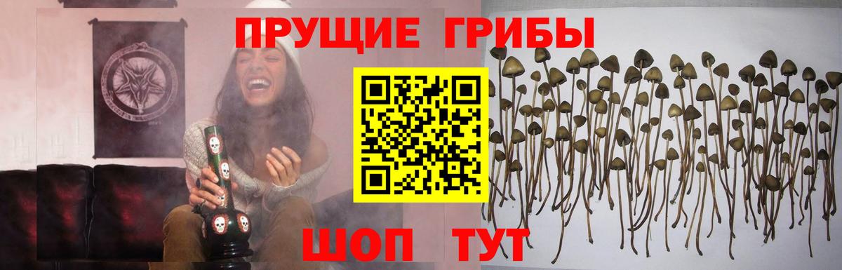 Камышин  Псилоцибиновые грибы ЛСД  Вход с VPN  Псилоцибиновые грибы Psilocybe 